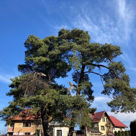 The Pines Boutique Villa براشوف المظهر الخارجي الصورة
