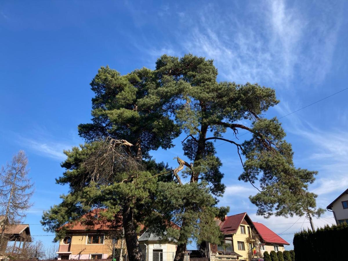 The Pines Boutique Villa براشوف المظهر الخارجي الصورة